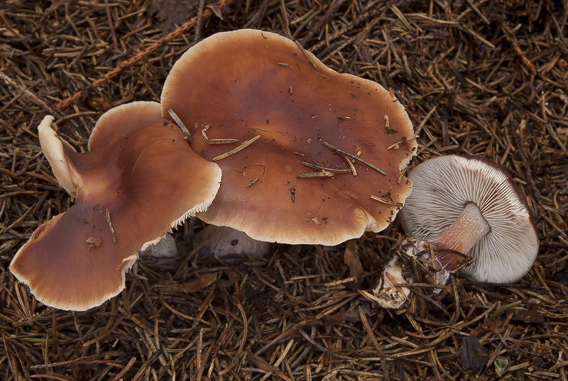 Rhodocollybia butyracea f. butyracea